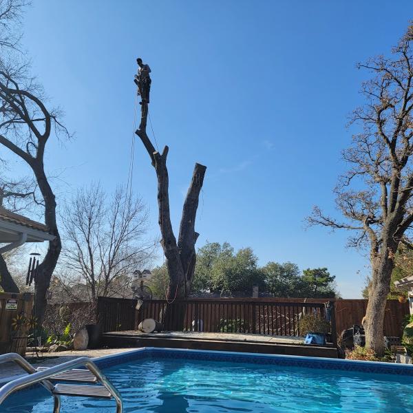 Torres Tree Service and Landscaping