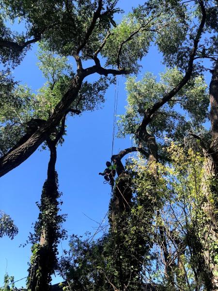 Supreme Tree Experts