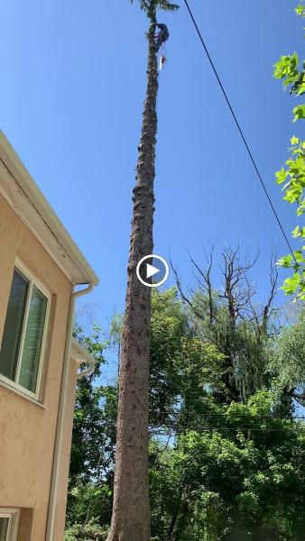Supreme Tree Experts