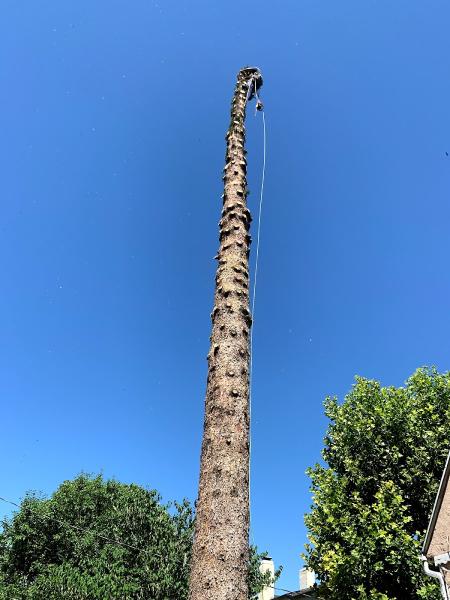 Supreme Tree Experts