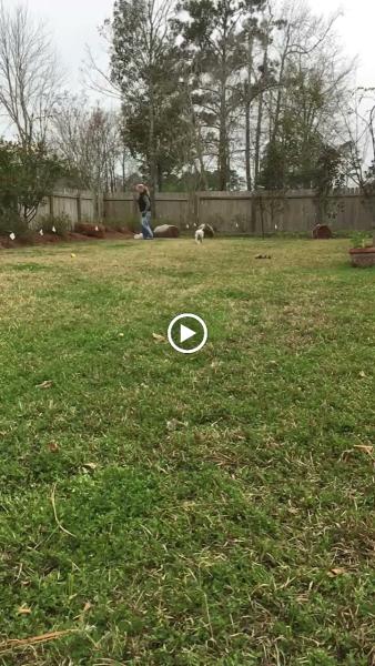 Petcare Hidden Fence