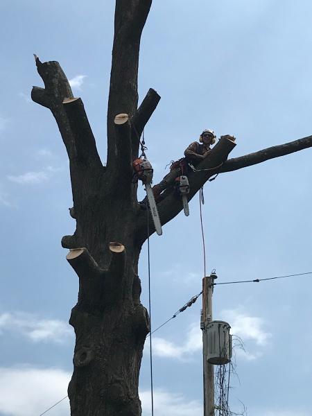 Kiefer Tree Care