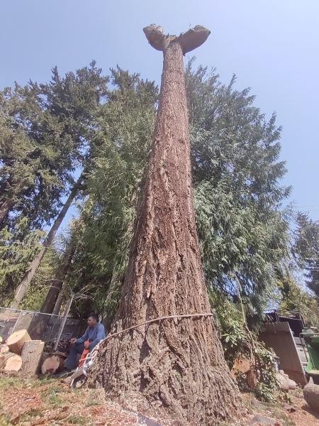 M&M Tree Service