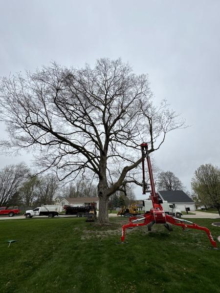 Mark's Professional Tree Service