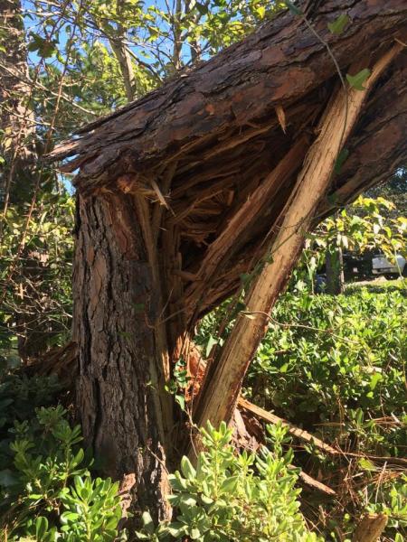 A Cut Above Tree Experts
