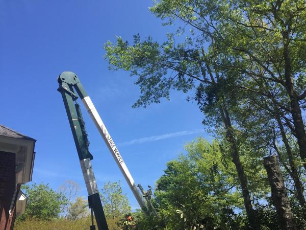 A Cut Above Tree Experts