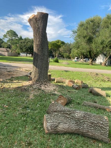 Root Branch N' All Tree Service