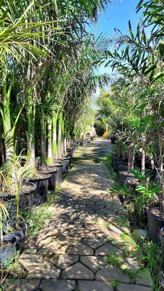 Cortes & Sons Landscaping & Nursery