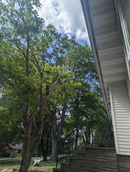 Josh's Tree Service and Landscaping