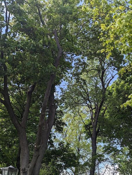 Josh's Tree Service and Landscaping