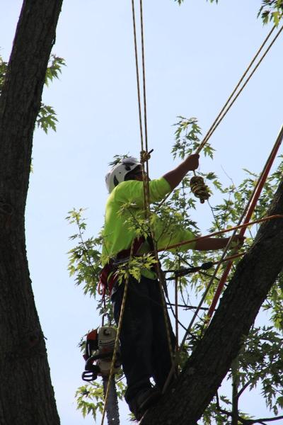 Reliable Tree Care and Removal