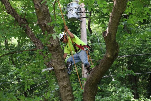 Reliable Tree Care and Removal