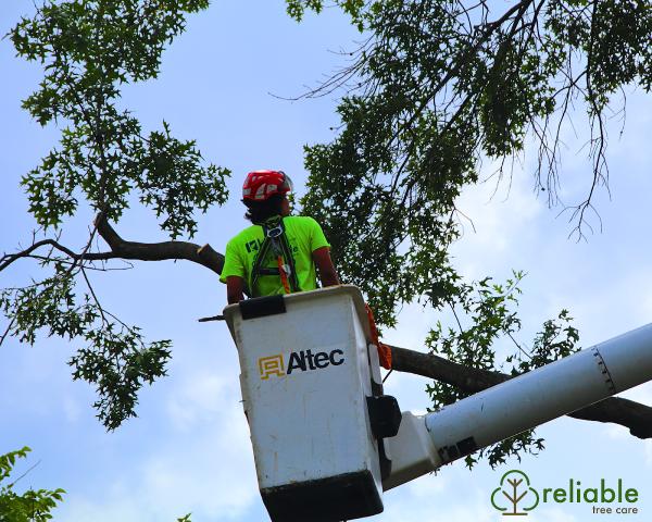 Reliable Tree Care and Removal