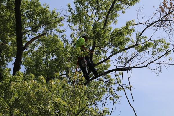 Reliable Tree Care and Removal