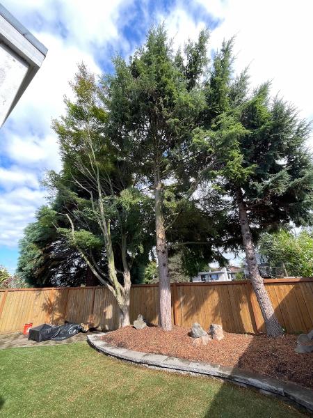 Treemendous Tree Services & Landscaping