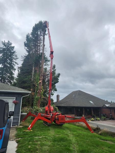 Capital Tree Experts LLC
