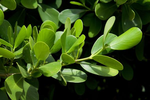Miami Plants