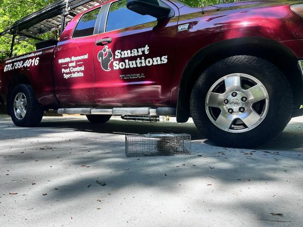 Smart Solutions Wildlife Removal