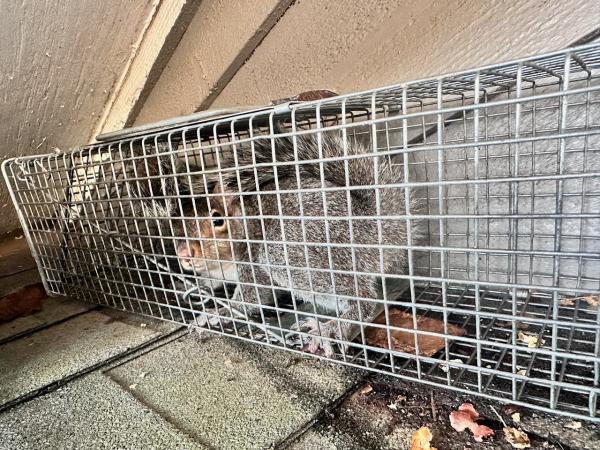 Smart Solutions Wildlife Removal