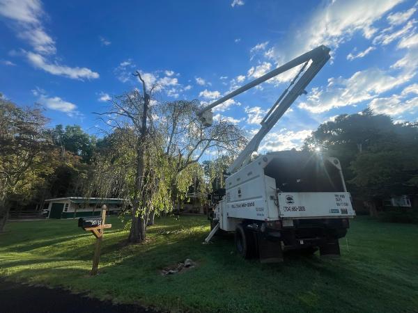 Joe's Tree Care
