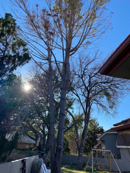 Arbor Oaks Tree Professionals Inc