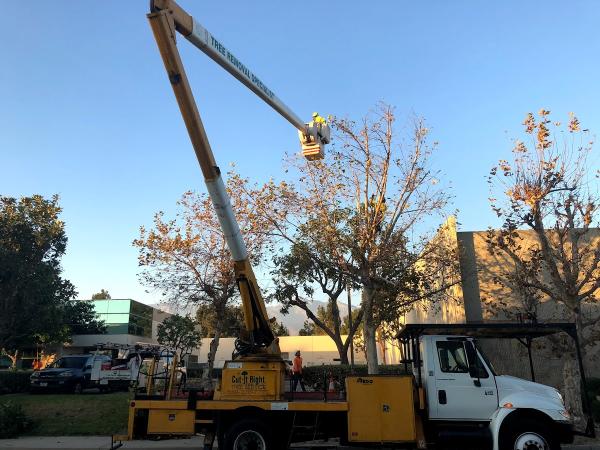 Forest Tree Care Inc.