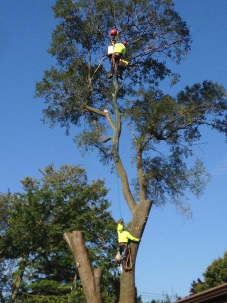 Dawsons Tree Service