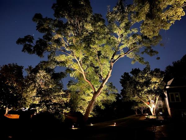 Rooted Landscape