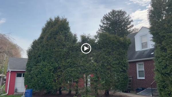 Bucks Tree Care & Landscaping Inc