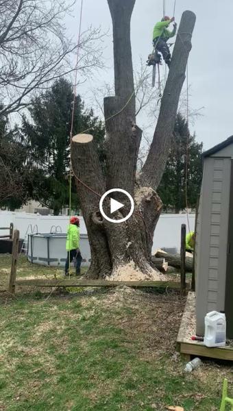 Bucks Tree Care & Landscaping Inc