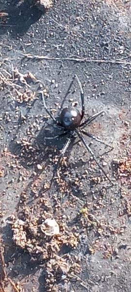 All in One Pest Control Inc