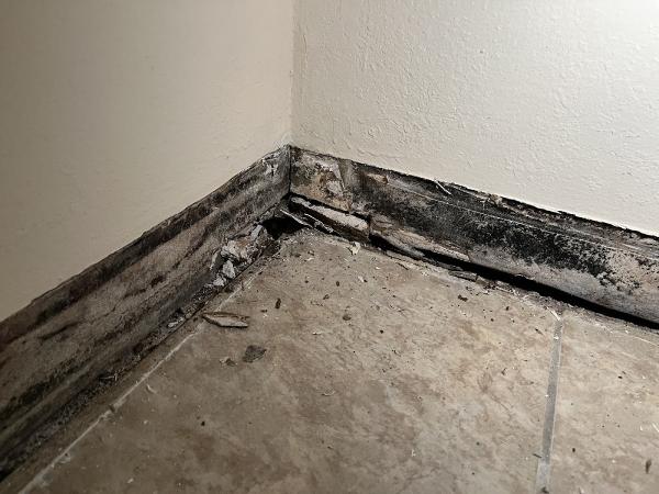 Mold Removal Plus