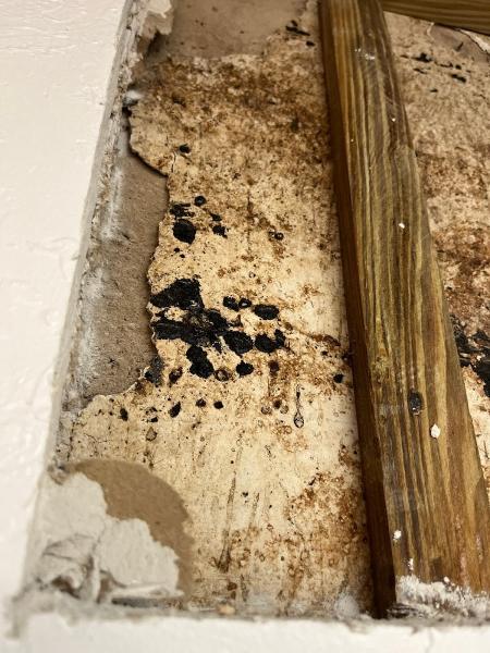 Mold Removal Plus
