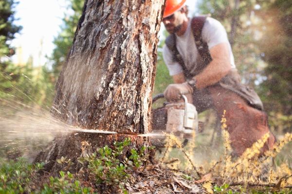 McCroan's Land & Tree Service