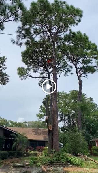 The Tree Feller