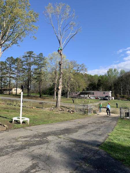 Green Bear Tree Service LLC
