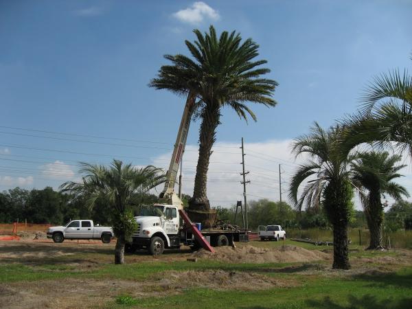 The Tree Planters