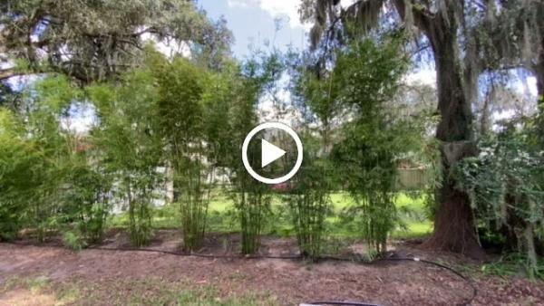 The Tree Planters