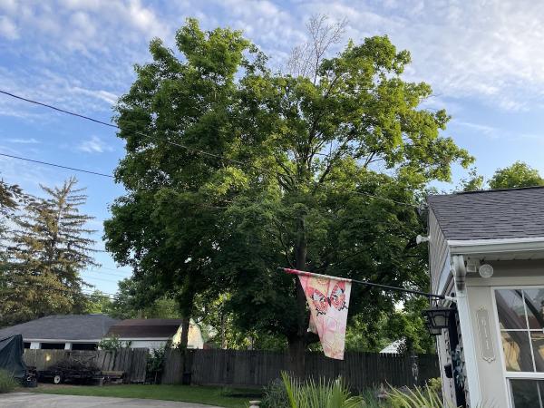 Ohio Valley Tree Experts LLC