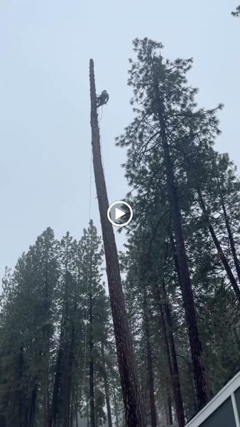Blake's Tree Service LLC