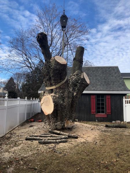 All WI Tree Services LLC