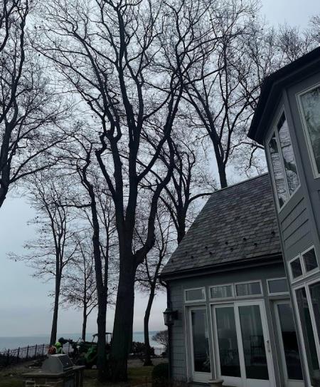 Raw Tree Service