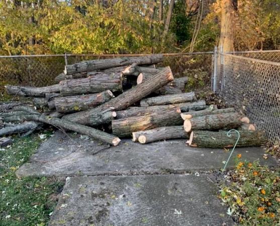 Raw Tree Service