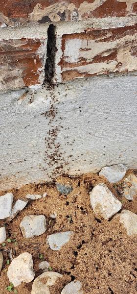 Mayco Pest & Termite Control