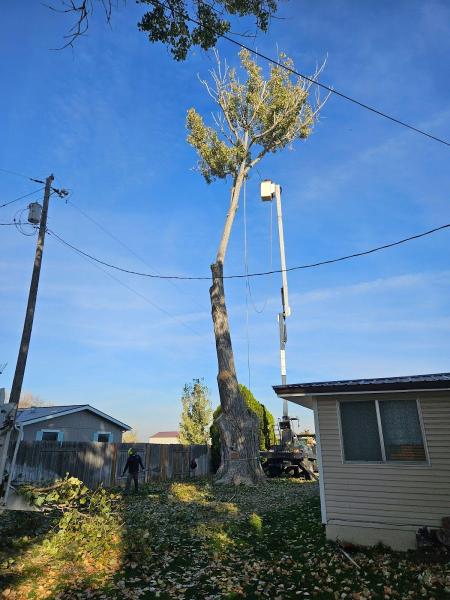 Arbor-Safe Professional Tree Service