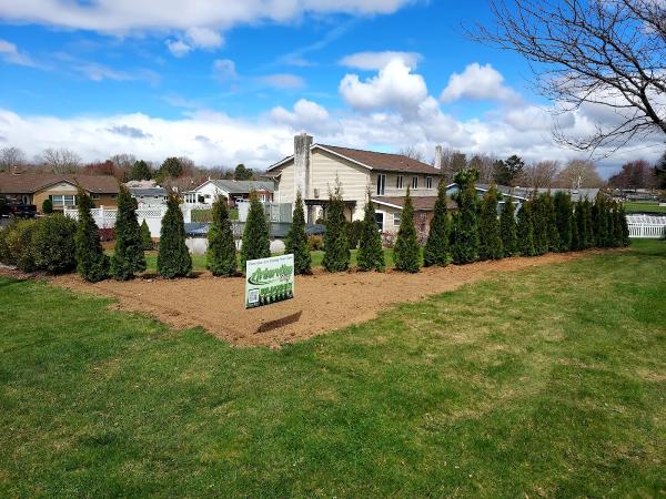 Arborvitae Guy