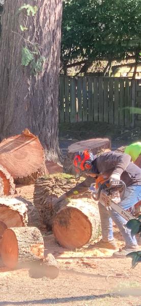 Falcon Tree Experts