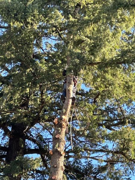 Falcon Tree Experts