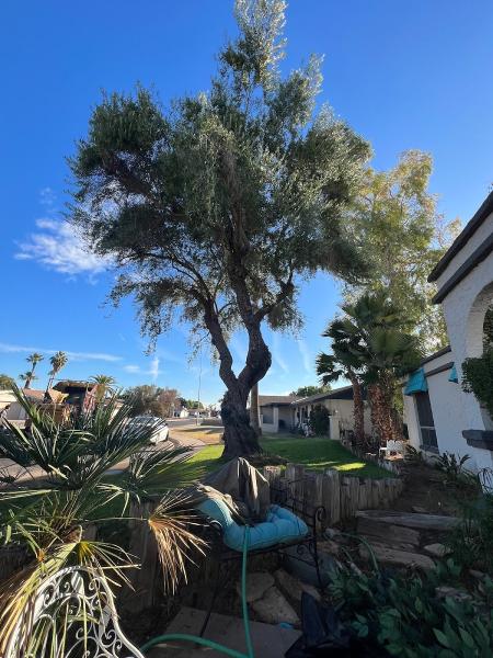 Tree Pros