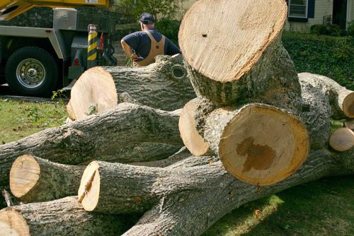 Tree Busters